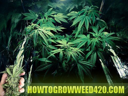 Gorilla cannabis seeds coupon code