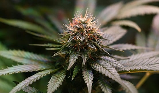Growers_Choice_Seeds_Store_Codes_Discount_Promo_Online_Save_On_Offer3