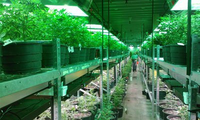 Growers Choice Seeds Store Discount Coupon Promo Certificate Offer6