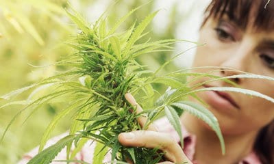 Growers Choice Seeds Store Discount Coupon Promo Certificate Offer7