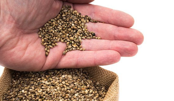 Discount cannabis seeds coupon code