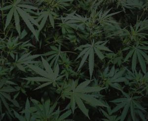 THC University Discount Promo Online Save On Offer1