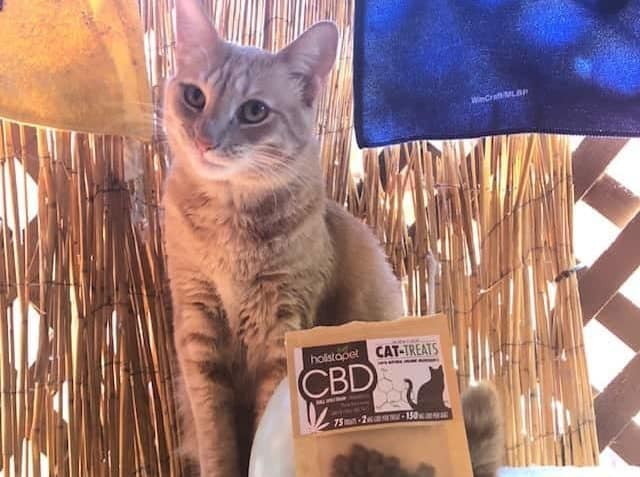 CBD Review HolistaPet CBD Cat Treats Review With Photos Coupons 