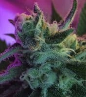 CannaPot Coupon Code Online Discount Save On Cannabis