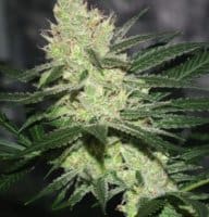CannaPot Coupon Code Online Discount Save On Cannabis