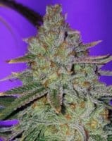CannaPot Coupon Code Online Discount Save On Cannabis