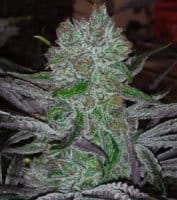 CannaPot Coupon Code Online Discount Save On Cannabis