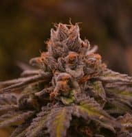 CannaPot Coupon Code Online Discount Save On Cannabis