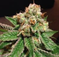 CannaPot Coupon Code Online Discount Save On Cannabis